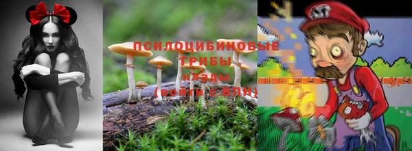 индика Богданович
